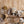 Shabby Chic - Golden